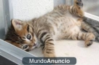 gatitos una monada 6 9 7 2 3 9 7 4 1 - mejor precio | unprecio.es