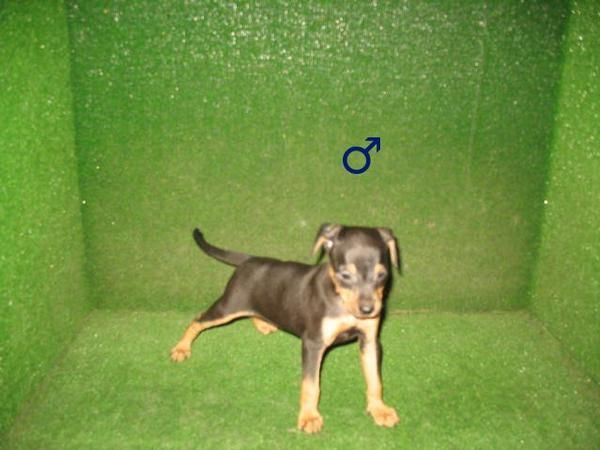 PINSCHER MINI 260  euros - EXCELENTES