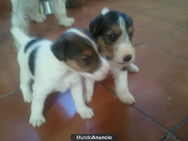 Se vende Fox terrier