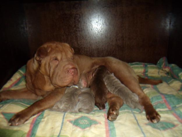 shar- peis lila y cocolate