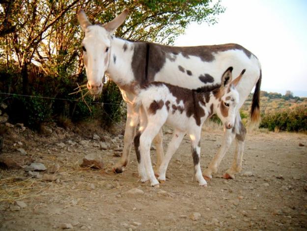 Vendo Burro Pio