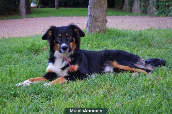 En adopción cruce de border collie tricolor