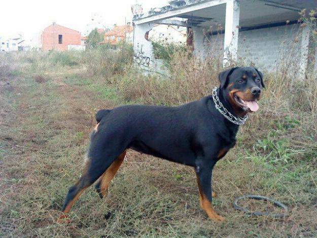 próxima camada de rottweiler