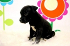 ······ Stafoordshire Bullterrier ( Negros ) Hembras disponible con Pedigre ········ - mejor precio | unprecio.es