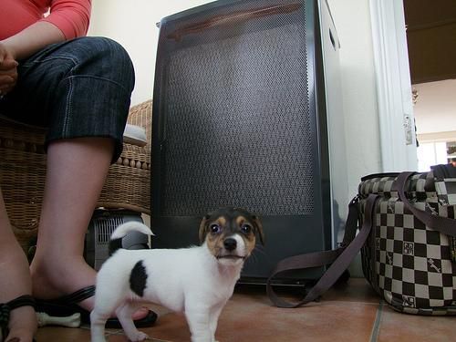 3 meses de edad Jack Russell cachorro disponible para un buen hogar ahora