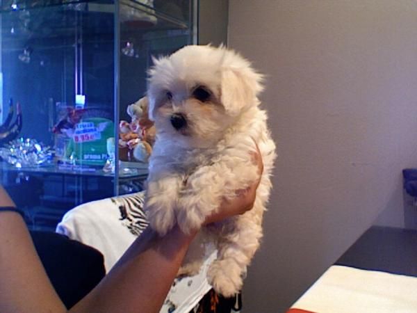 bichon maltes mini ultimo machito 400 eur