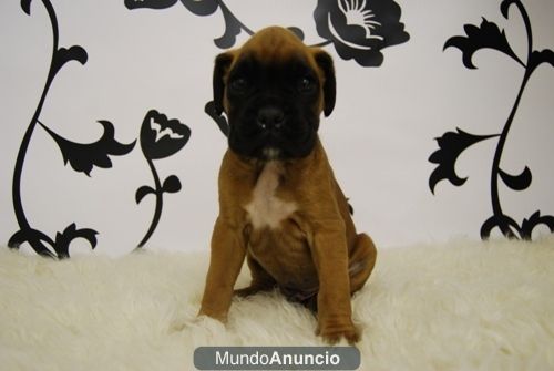 Boxer Preciosos Ejemplar www.animalflower.es