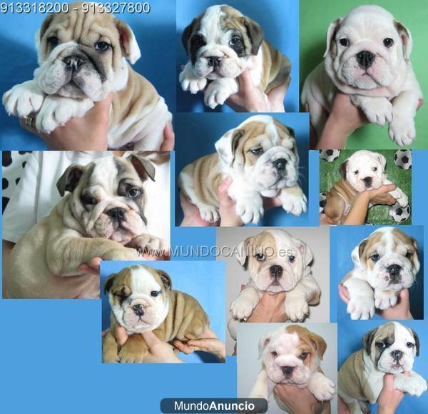 Bulldog Ingles Cachorros Preciosos