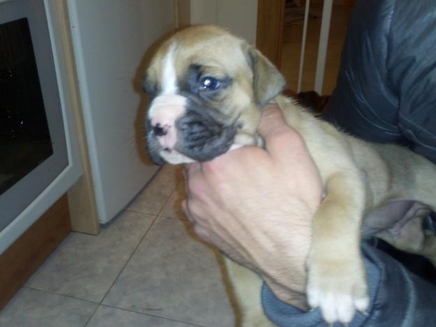 cachorro boxer macho