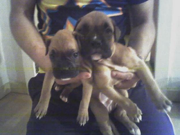 cachorros boxer