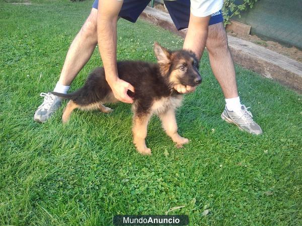 cachorros de pastor aleman