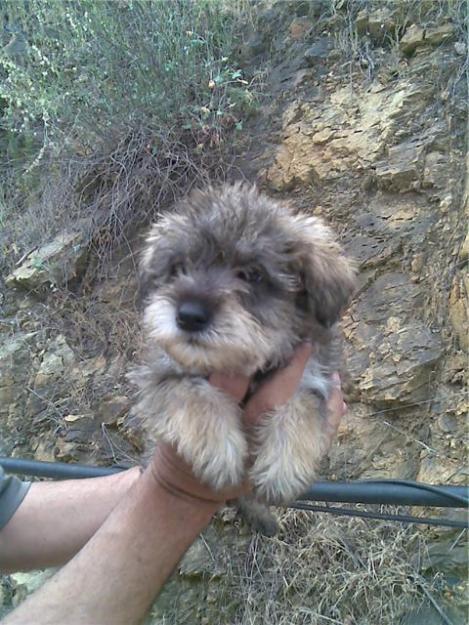 cachorros SCHNAUZER MINIATURA con PEDIGREE