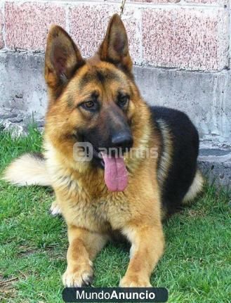 impresionantes cachorritos  de pastor aleman muy buenos pueden verlos hay varios para elegir