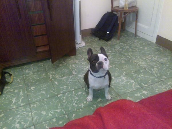 OFREZCO bulldog frances en barcelona