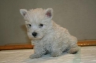 Preciosa camada deWest Highalnd (westy) de 2 meses con muy buen pedigree, 390 euros. - mejor precio | unprecio.es