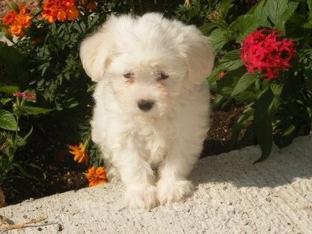 Se venden preciosos cachorros de Bichon maltes. Tarragona