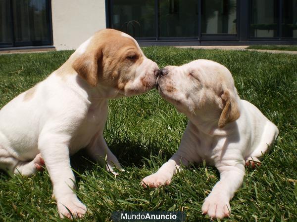 Vendo Cachorros de pointer color naranja