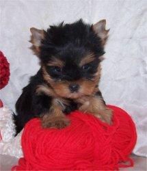 130  Yorkshire Terriers alta seleccion