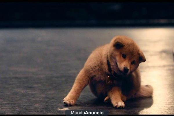 Akita Inu cachorros