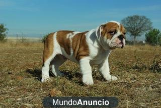 Bulldog ingleses cachorros con 2 meses disponibles