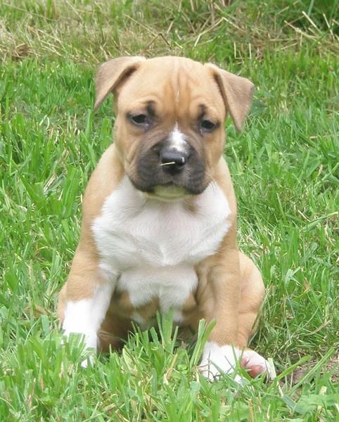 Cachorros American Staffordshire