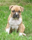 Cachorros American Staffordshire - mejor precio | unprecio.es