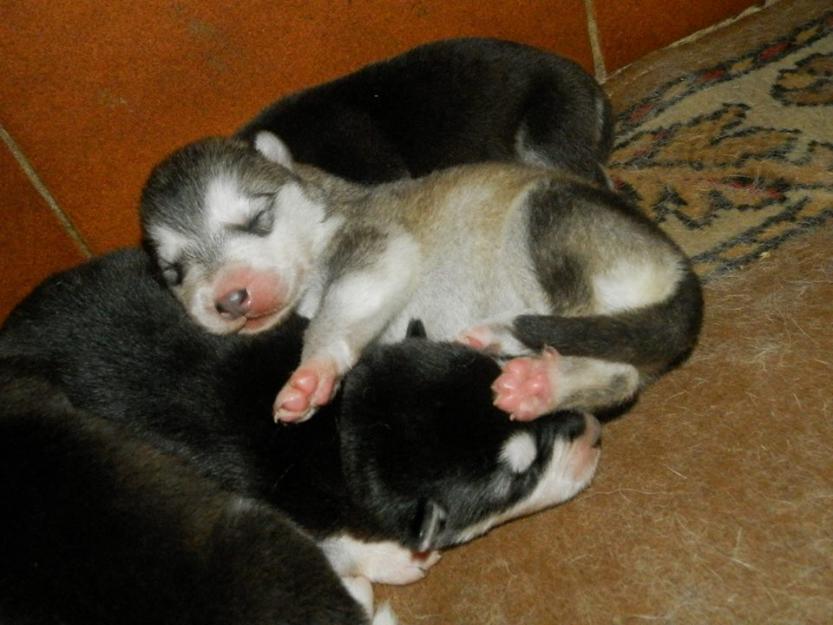 Cachorros de Alaskan Malamute