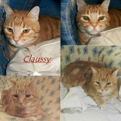 Claussy, mimoso gato rubio casero busca un hogar donde no le abandonen