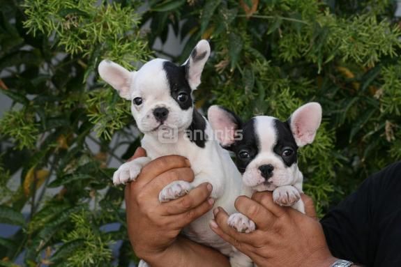 HEMBRITA NEGRA DE BULLDOG FRANCES, PRECIOSA