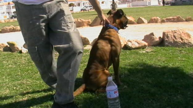 ofrezco boxer para montas