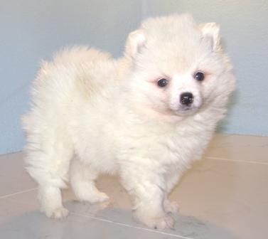 POMERANIA  STANDAR   370  c/u