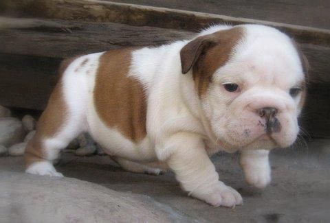 Preciosa cachorrita bulldog Ingleso