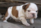 Preciosa cachorrita bulldog Ingleso - mejor precio | unprecio.es