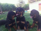 Rottweiler - mejor precio | unprecio.es