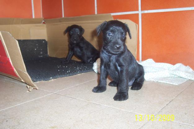 Se venden preciosos cachorros de schnauzer miniatura