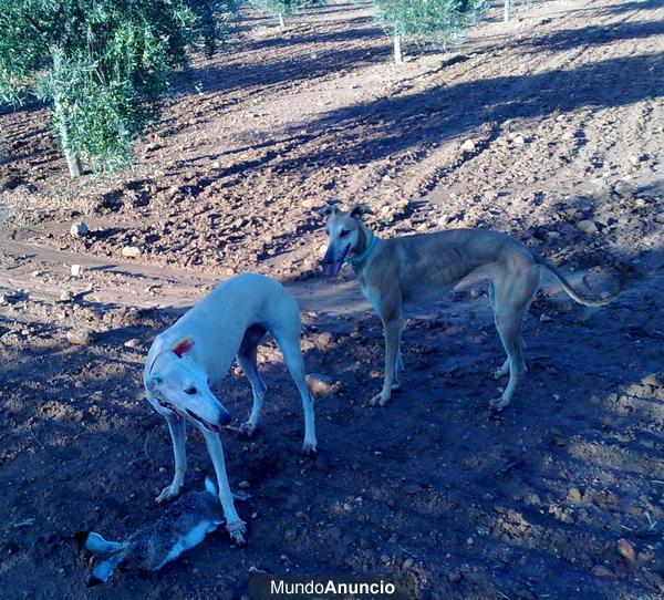 vendo galgosespañoles