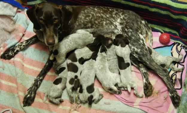 Cachorros braco aleman