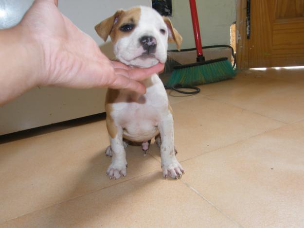 cachorros de american staffordshire