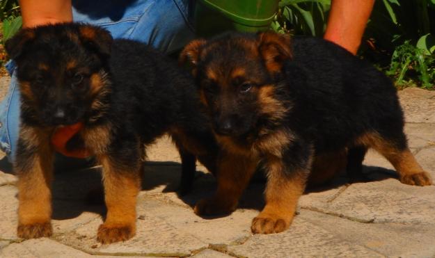 Cachorros de Pastor aleman