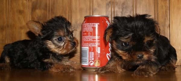 Cachorros de Yorkshire.Economicos