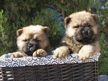 CHOW CHOW 350 EUROS