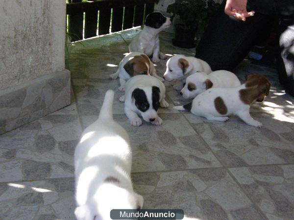 Jack Russell Terrier Disponibles Cachorros de Calidad