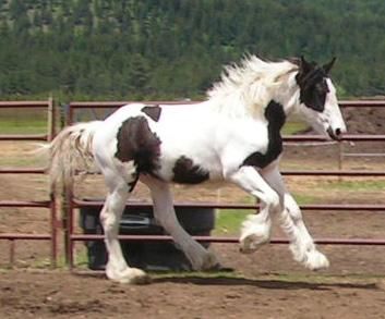 Travesura Vanner gitano blanco y negro tambor caballo para un nuevo hogar. Sólo   900