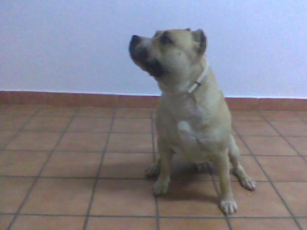 american stafforshire terrier para montas en leon