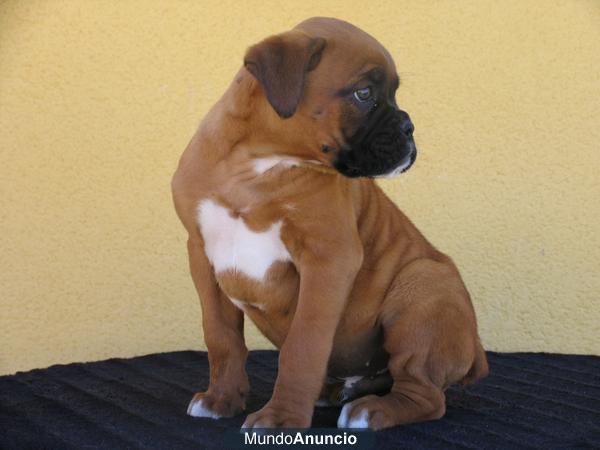 boxer preciosos cachorros nacionales