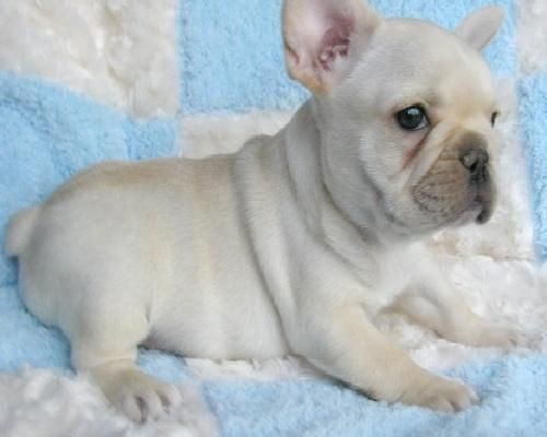 Bulldog Frances, magnifico pedigri, 130 euros.