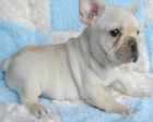 Bulldog Frances, magnifico pedigri, 130 euros. - mejor precio | unprecio.es