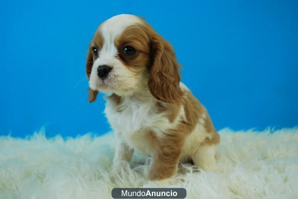 Cachorritos de Cavalier para entregarse