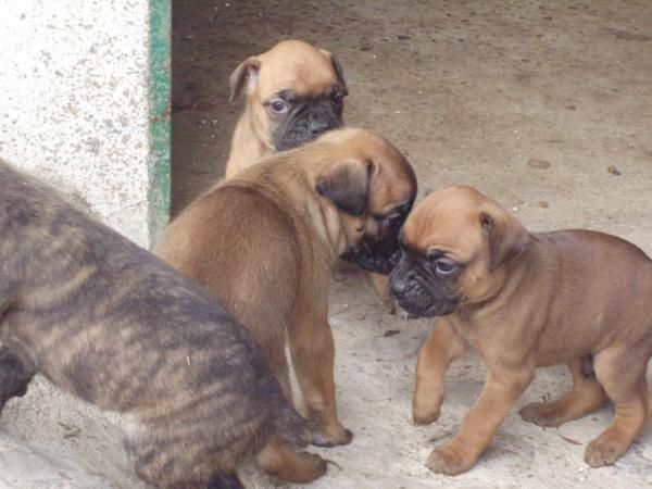 camada BOXER con PEDIGREE 350