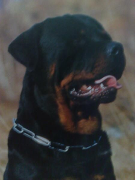 COMPRO CACHORRO,ROTTWEILER